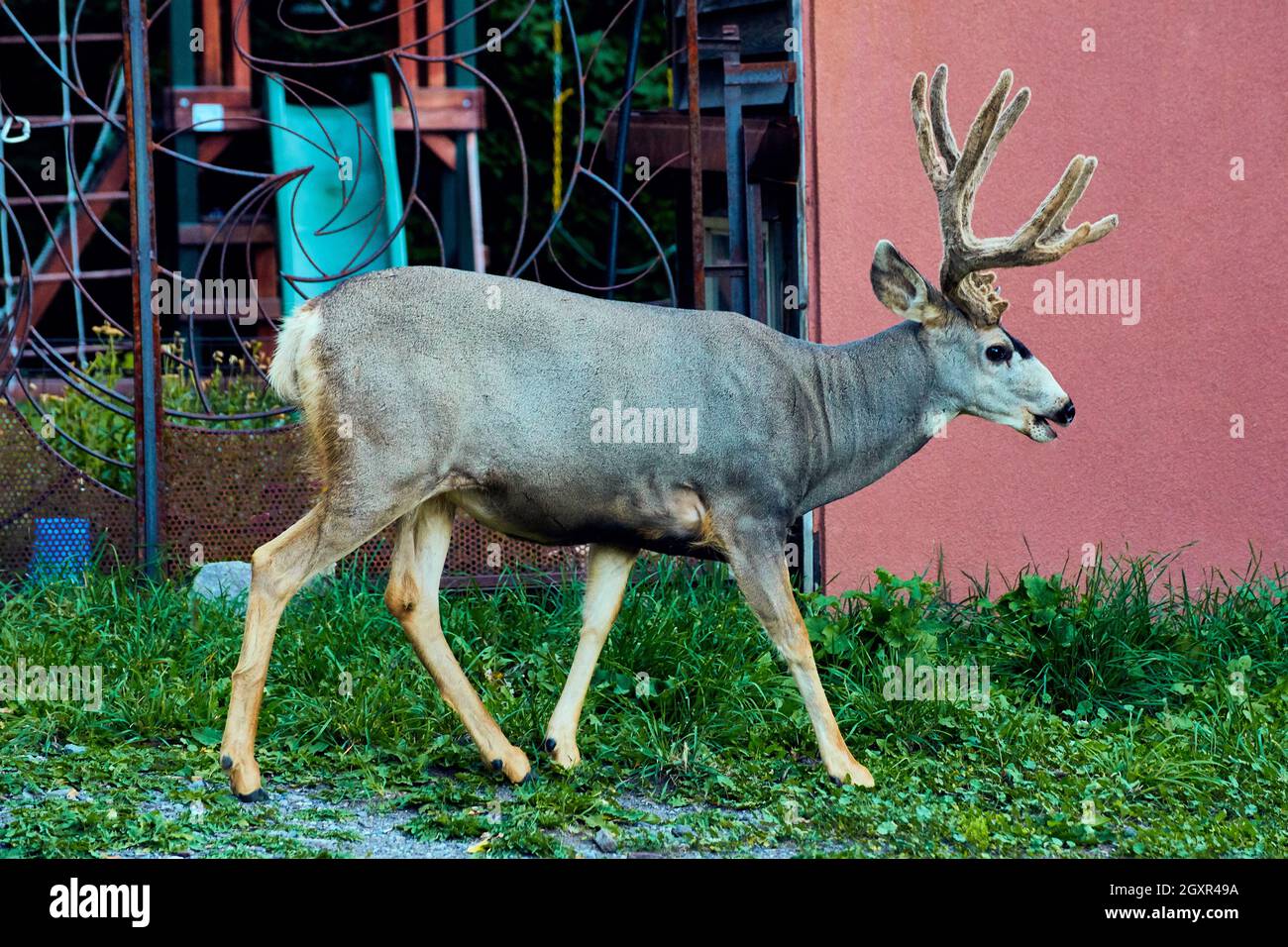 Side profile of large deer with antlers in suburban landscape Stock Photo