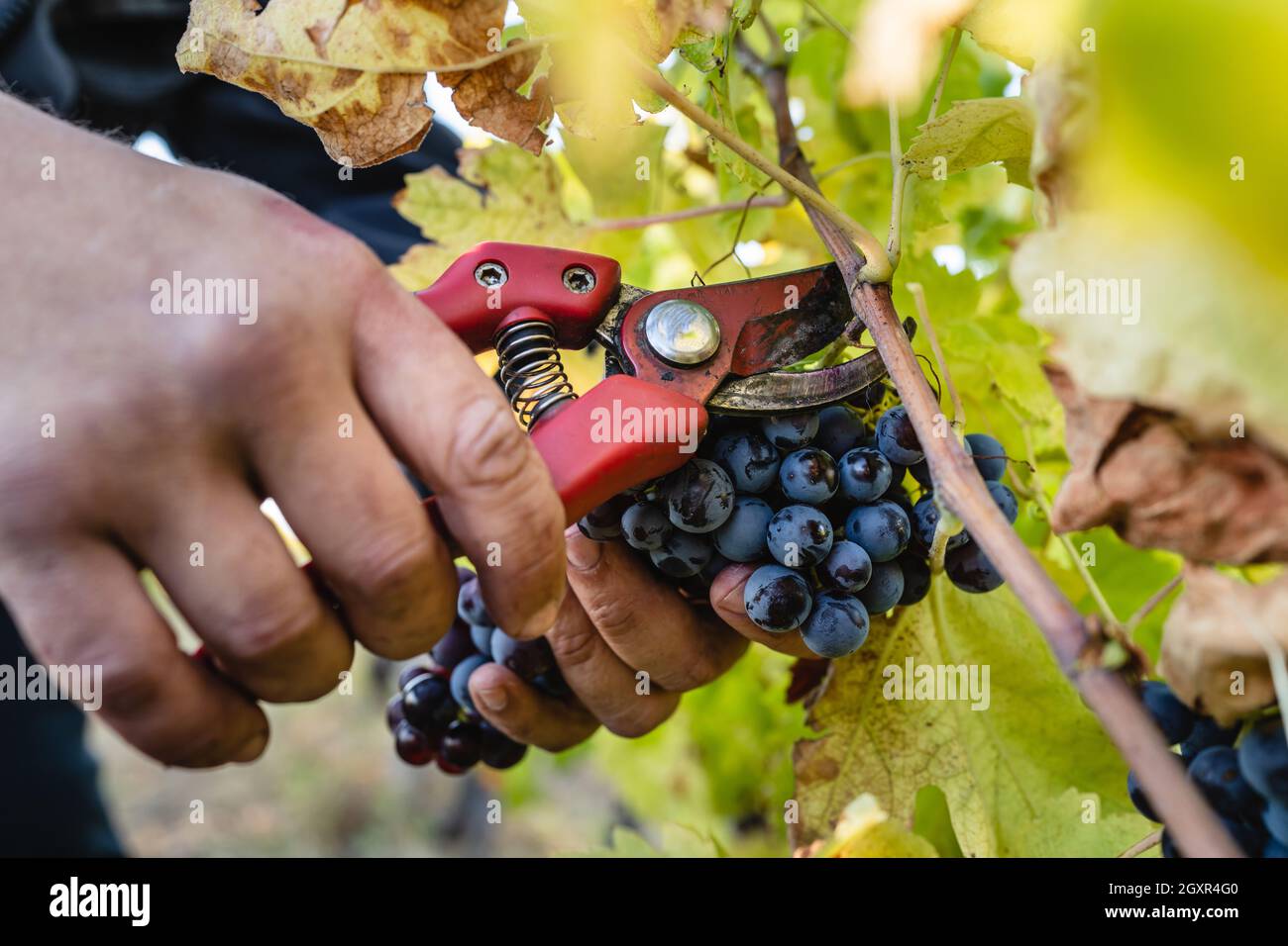 Close up on hands of unknown caucasian man picking up harvesting red wine grape in the vineyard in autumn day copy space Stock Photo