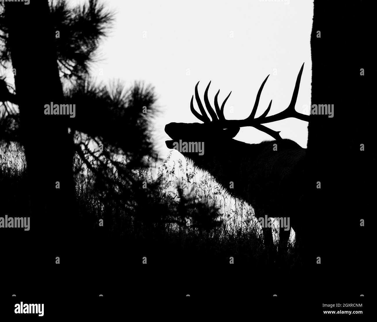 Silhouette of Rocky mountain bull elk bugling in the pines Rocky mountains Colorado, USA Stock Photo