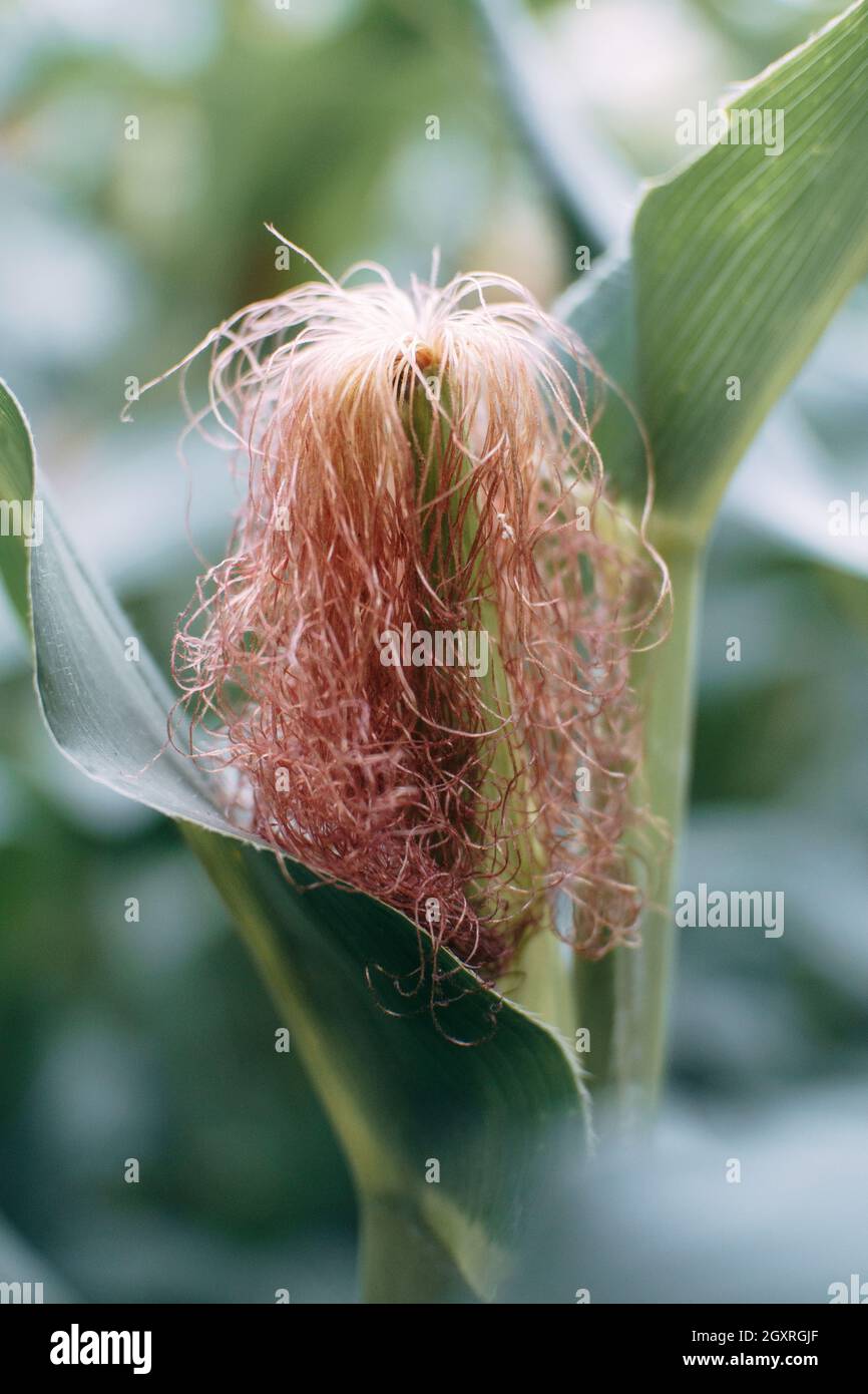 The corn hair before harvest Stock Photo Alamy