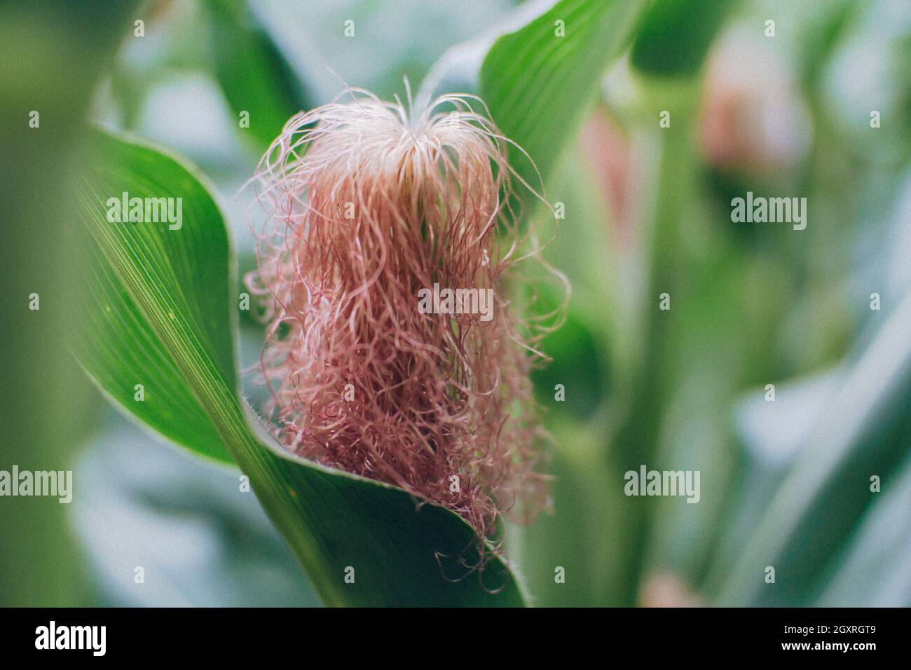 The corn hair before harvest Stock Photo Alamy