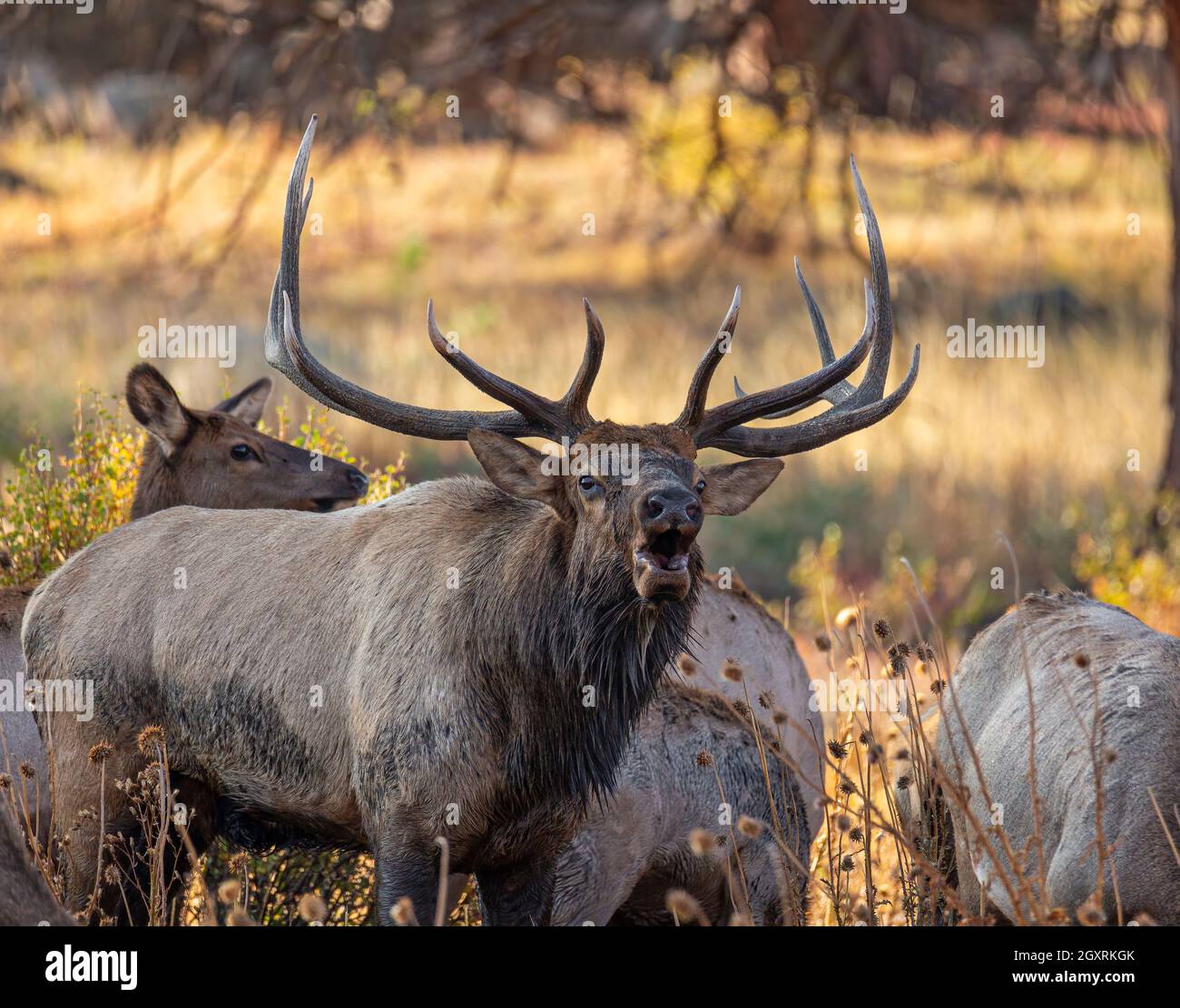 Rocky Mountain Bull Elk Bugles At Rocky Mountain National Park Estes Rocky Mountain Bull Elk Bugles At Rocky Mountain National Park Estes
