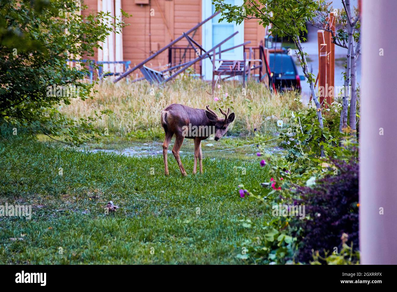 Deer with antlers in grassy suburban setting Stock Photo - Alamy