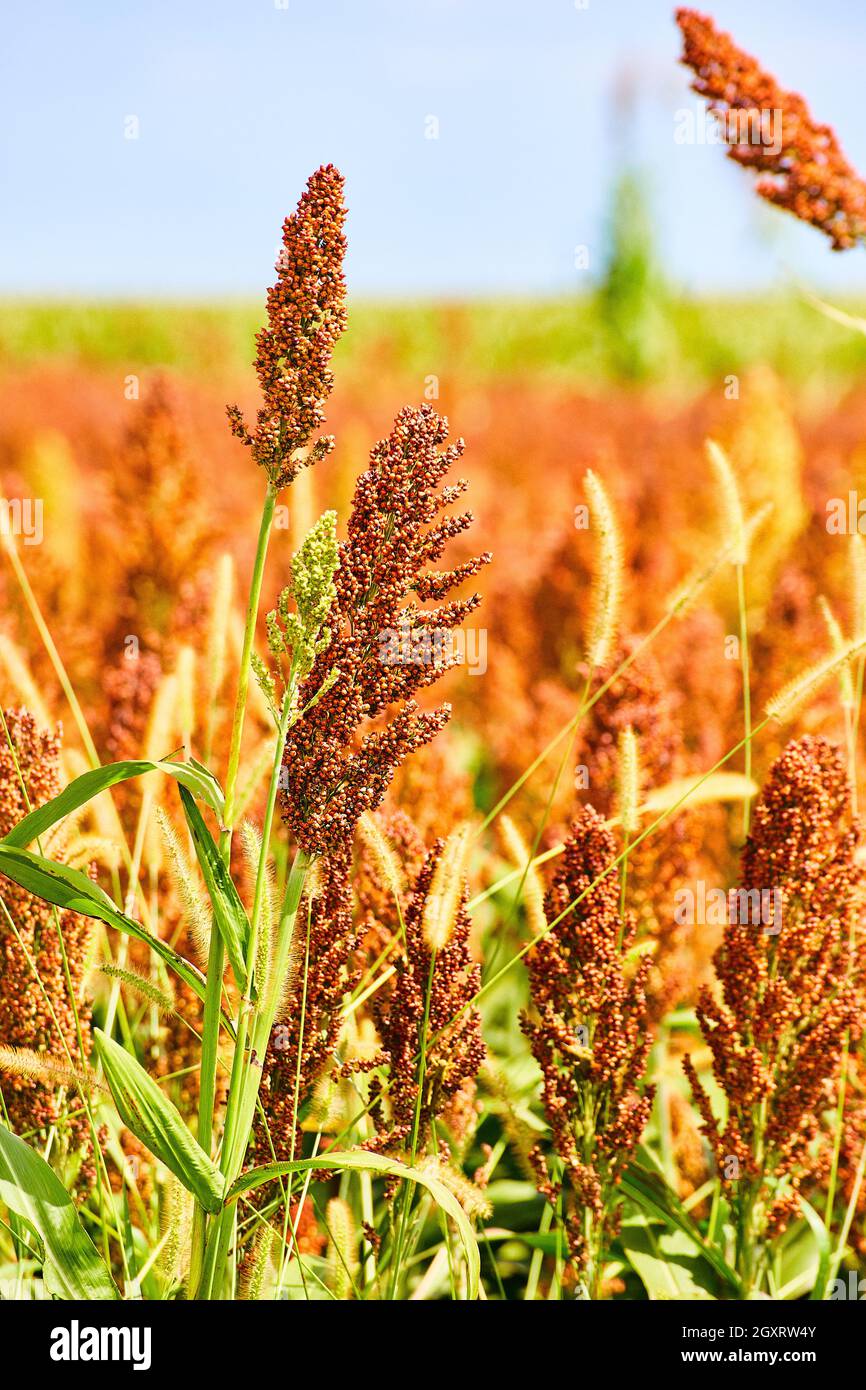 Millet and smart farmer grain vertical Stock Photo Alamy