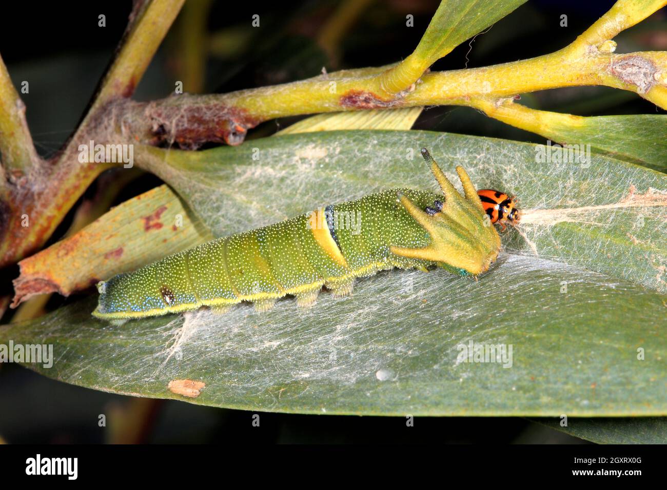 Dragon Caterpillar, Charaxes sempronius. Formerly described as Polyura sempronius. Coffs Harbour, NSW, Australia Stock Photo