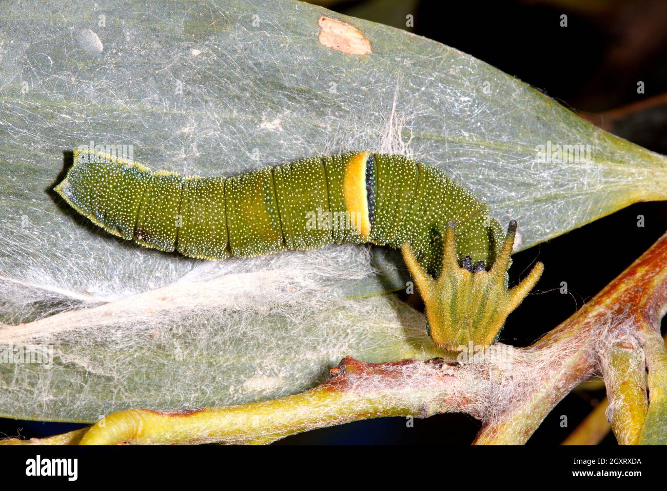 Dragon Caterpillar, Charaxes sempronius. Formerly described as Polyura sempronius. Coffs Harbour, NSW, Australia Stock Photo