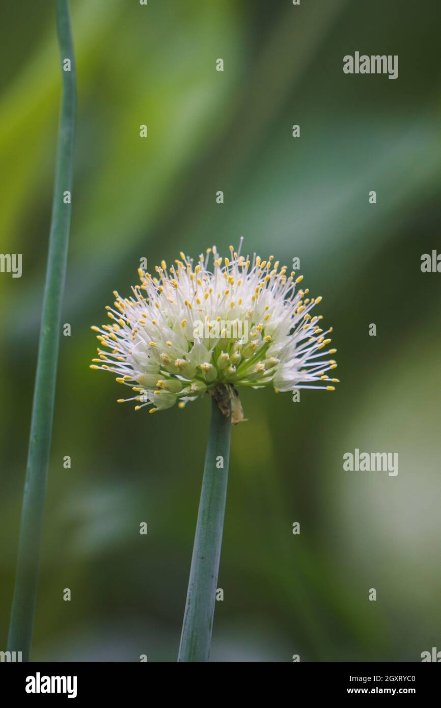 Onion weed hires stock photography and images Alamy