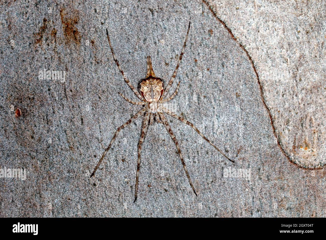 Two Tailed Spider,Tamopsis fickerti. Coffs Harbour, NSW, Australia Stock Photo