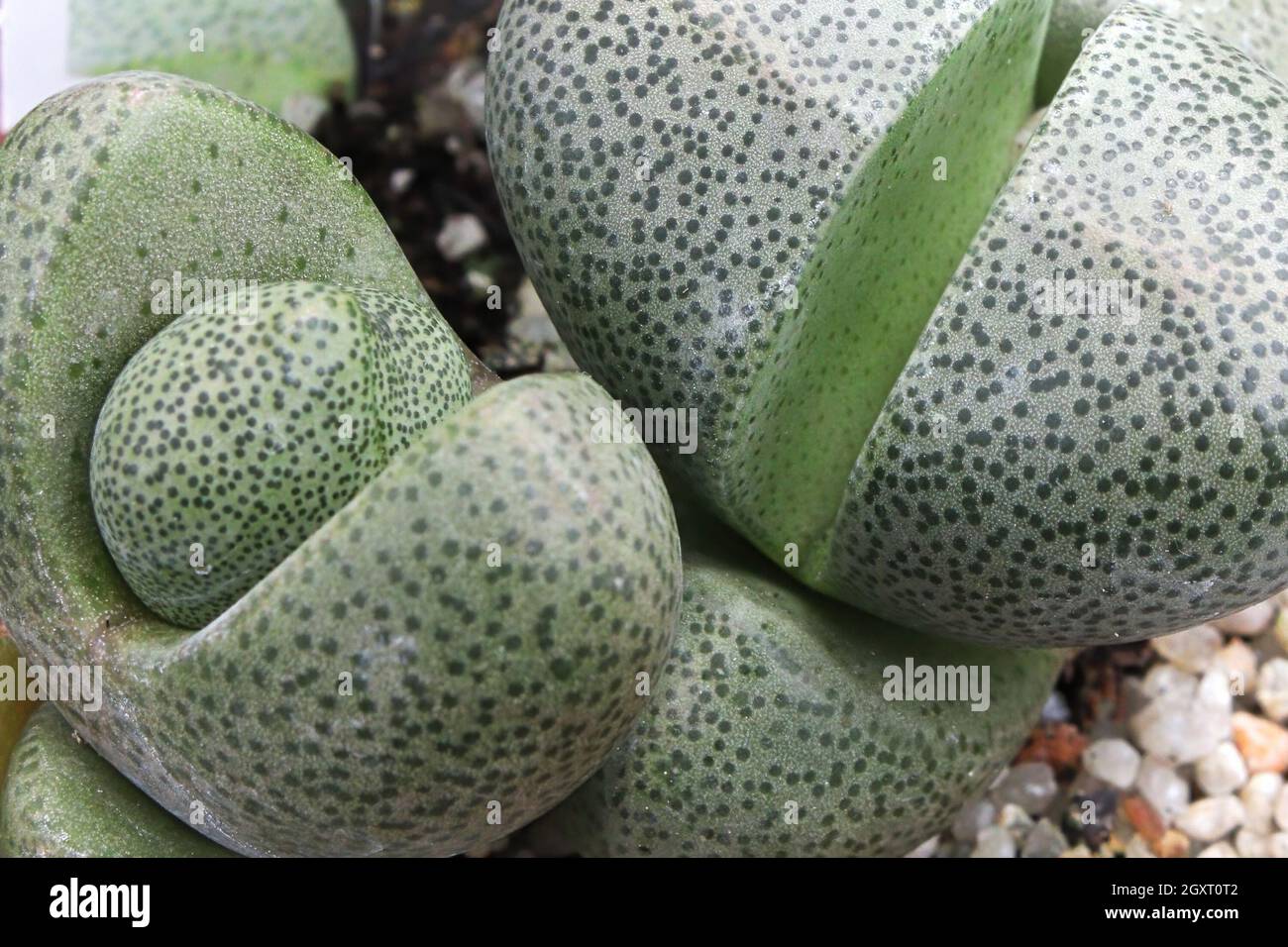 succulent lithops Living Stones For Sale  Logee's Plants