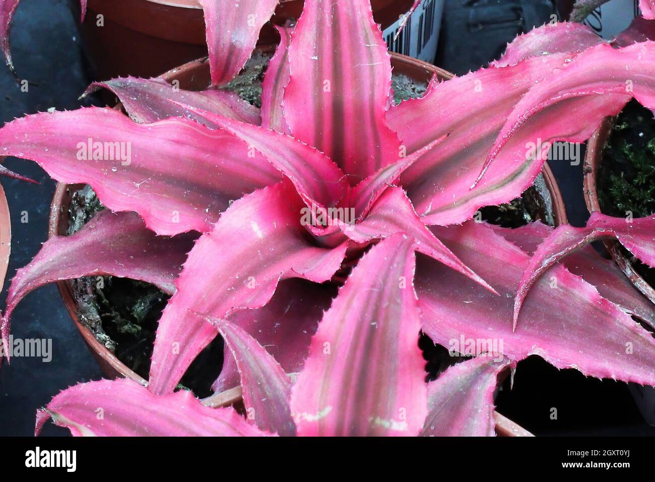 The pink center of a starfish succulent. Stock Photo
