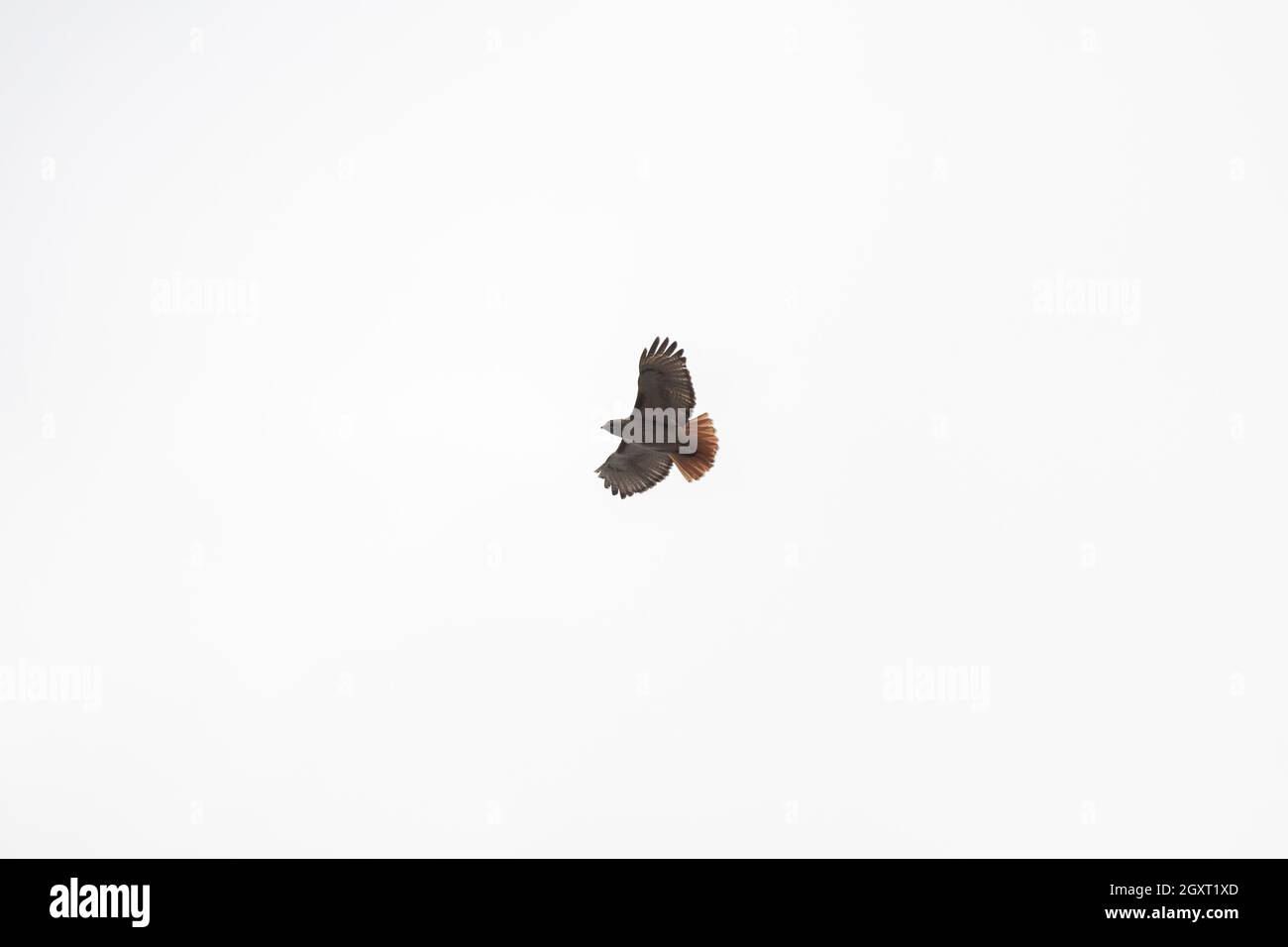 Red-tailed hawk (Buteo jamaicensis) turning in flight on a clear, blue ...