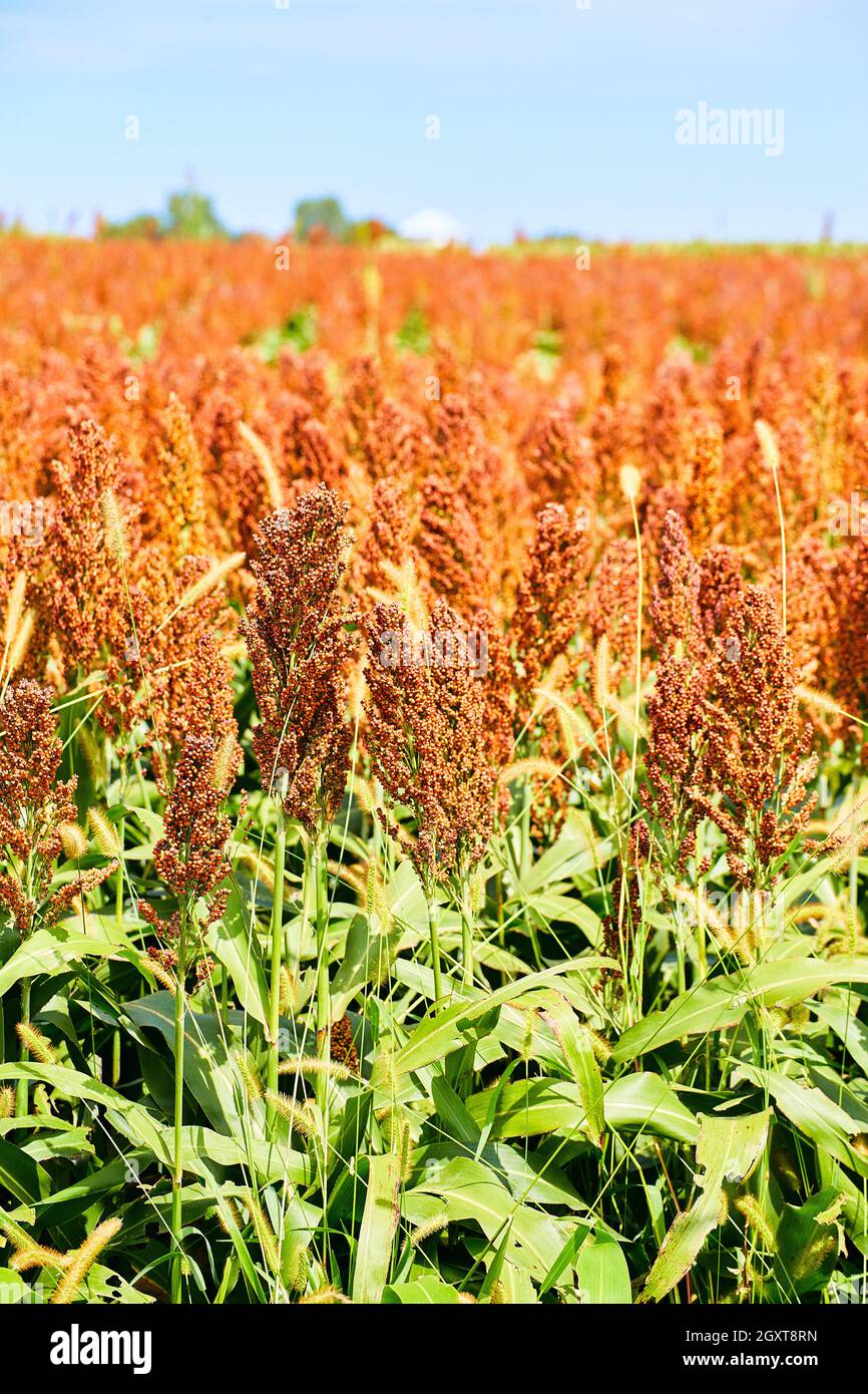 Millet and smart farmer grain field Stock Photo Alamy