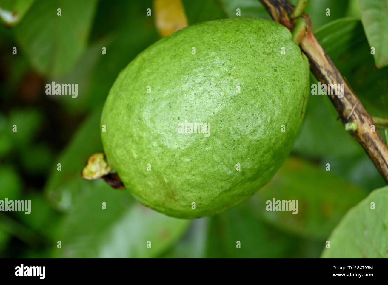closeup the ripe green guava fruit growing with leaves and branch in ...