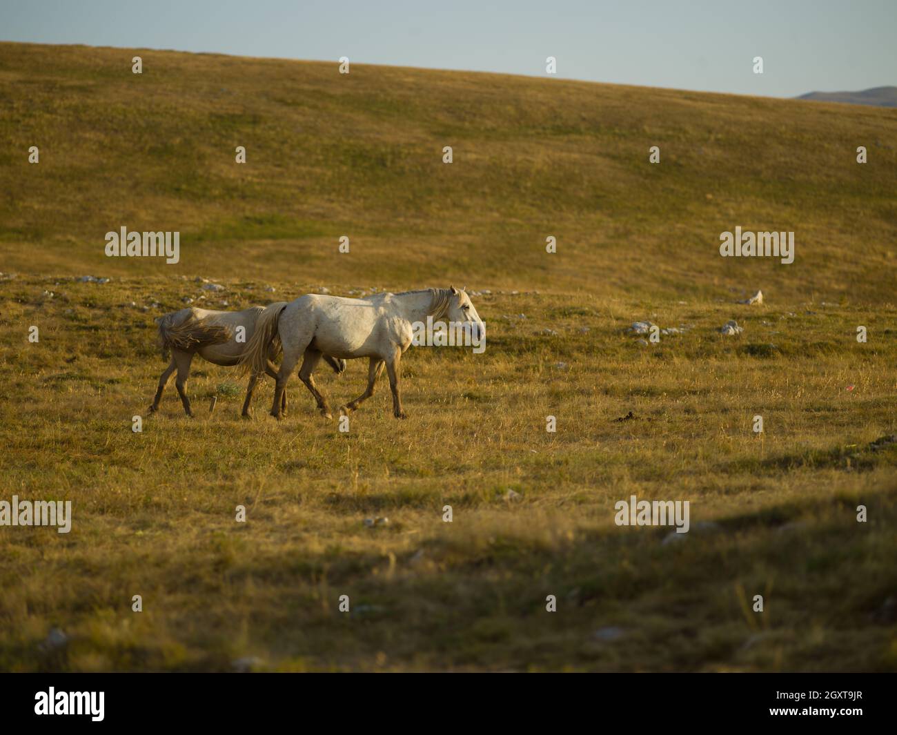 Wild horses in wyoming desert hi-res stock photography and images - Alamy