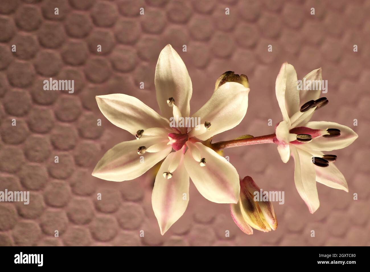 Isolated close-up of Milkmaids (Burchardia umbellata) flowers and buds Stock Photo