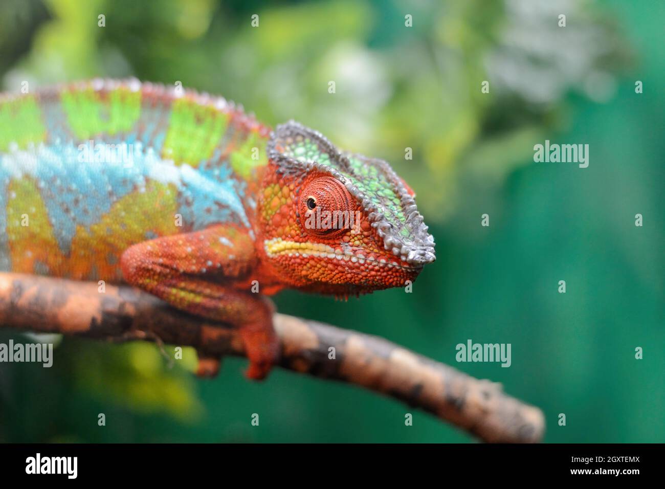 Amphibious lizard hi-res stock photography and images - Alamy Amphibious lizard hi-res stock photography and images - Alamy
