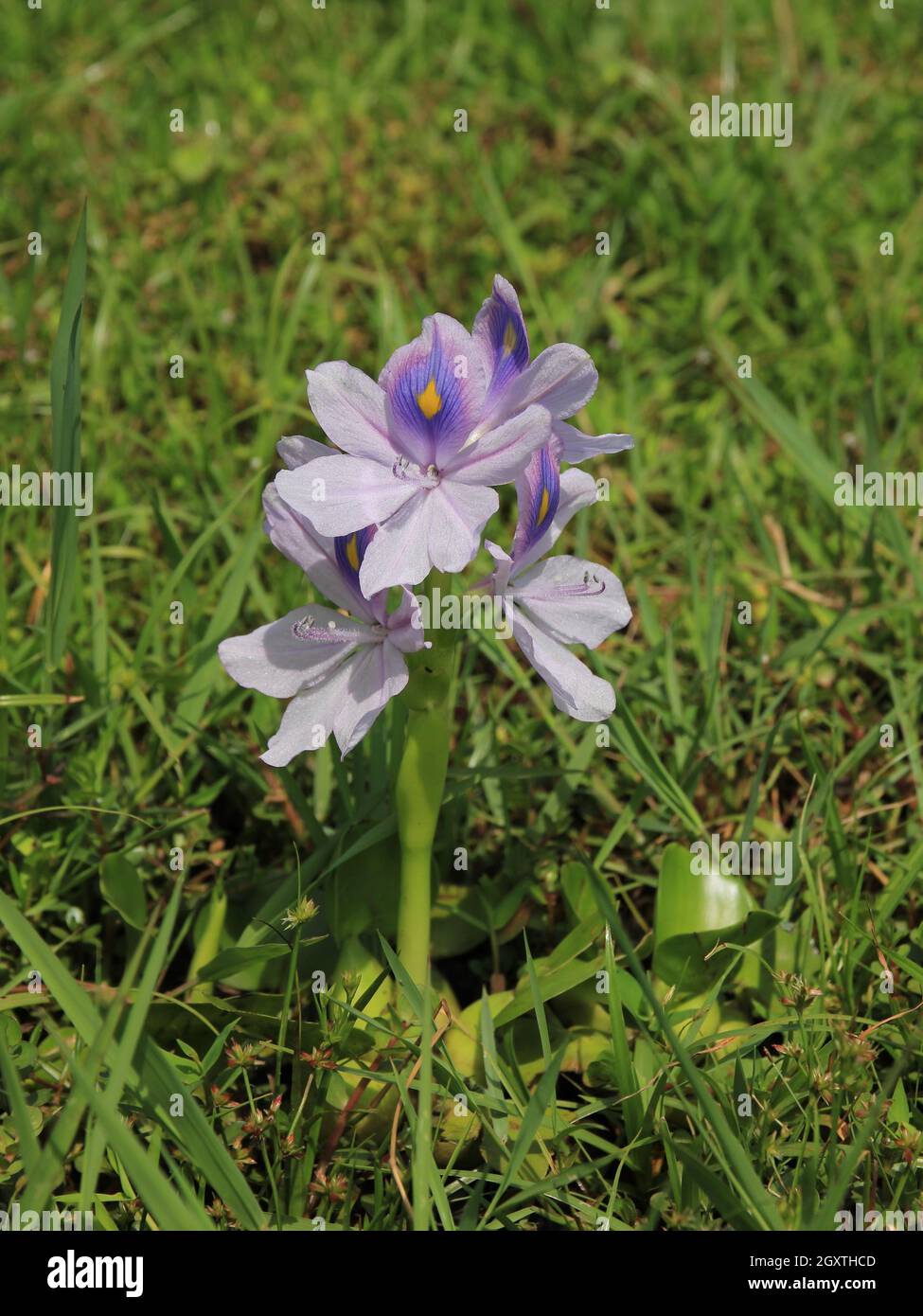 Water hyacinth growing on the shore of lake Begnas, Nepal Stock Photo ...