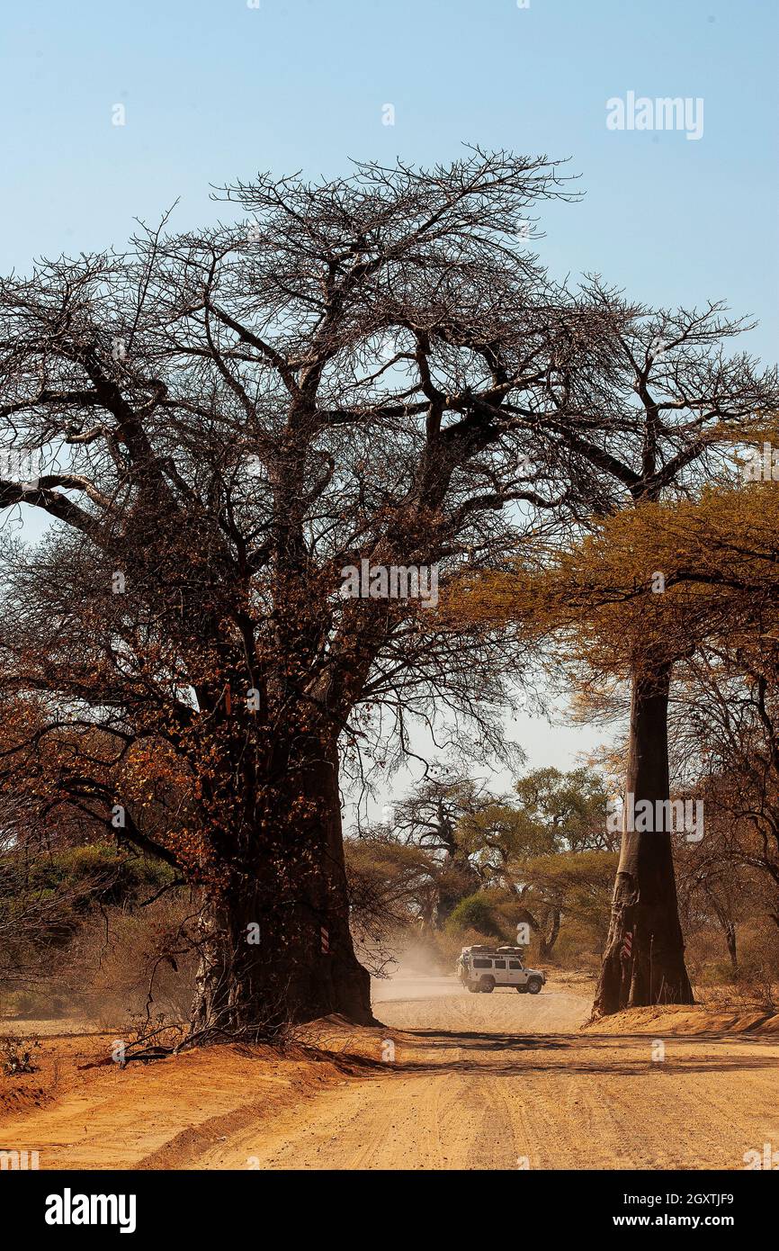 Chobe National Park Baobab Tree High Resolution Stock Photography and ...