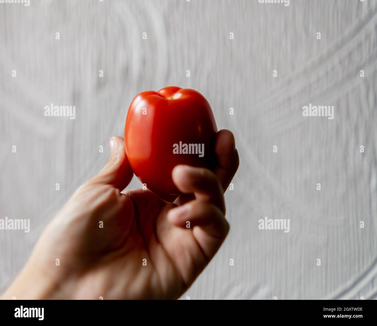 Hand holding tomato with white textured wall as background Stock Photo ...