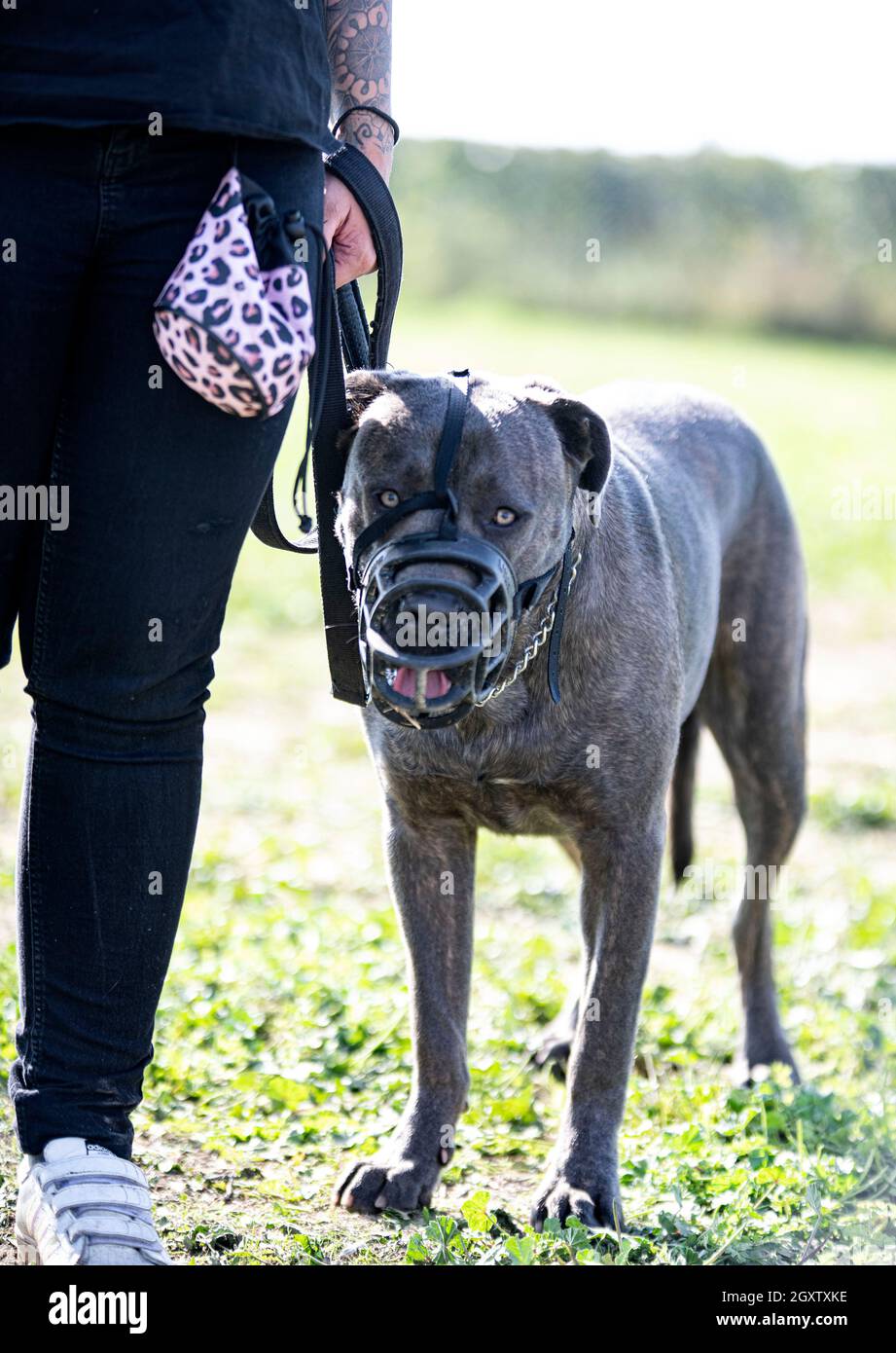 Training Of Italian Mastiff For Obedience And Muzzle Stock Photo Alamy Training Of Italian Mastiff For Obedience And Muzzle Stock Photo Alamy