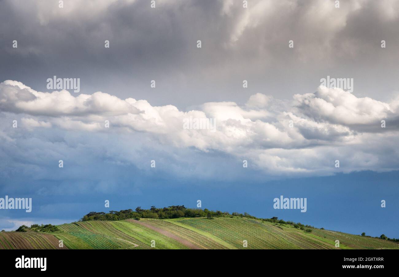 Vineyard on a hill near Jois with dramatic sky above Stock Photo