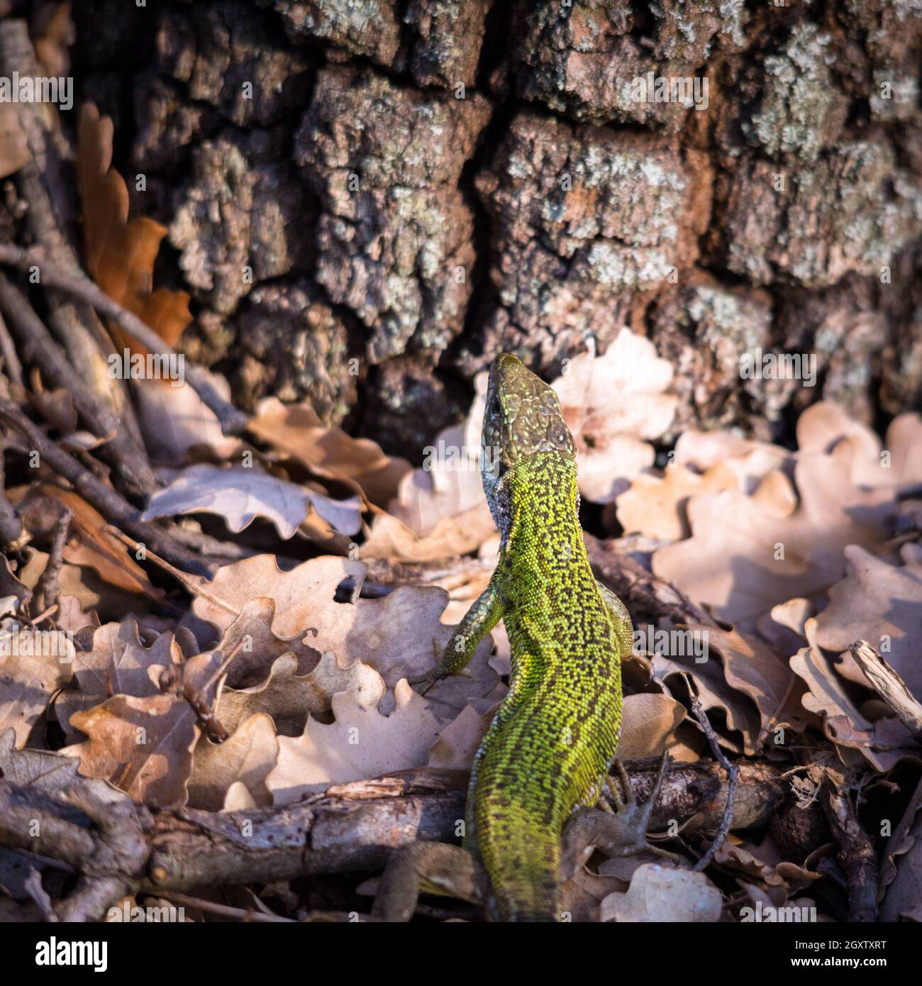 Emerald lizard female between leaves Stock Photo