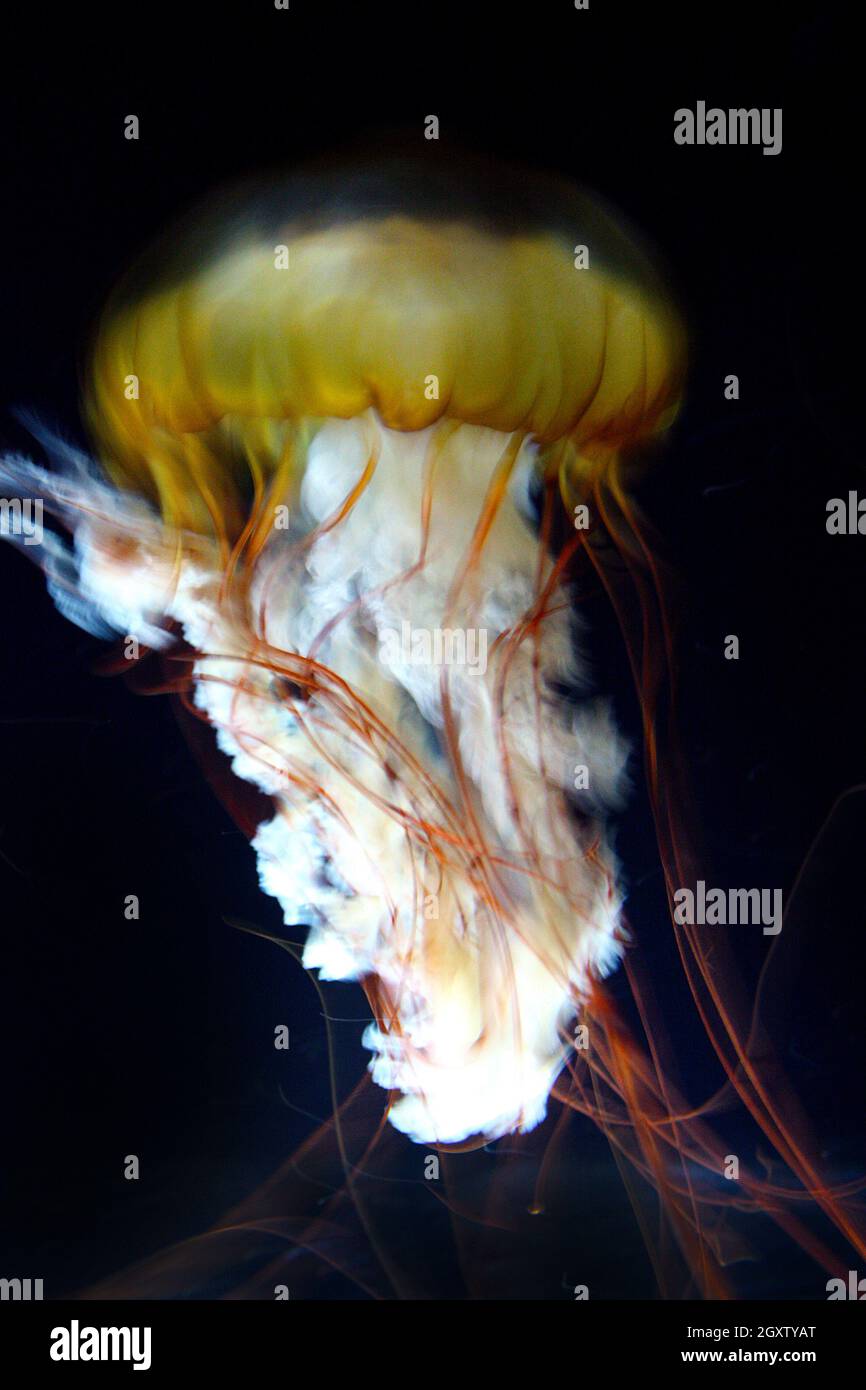 Large yellow and white jellyfish with red tendrils against a black background Stock Photo