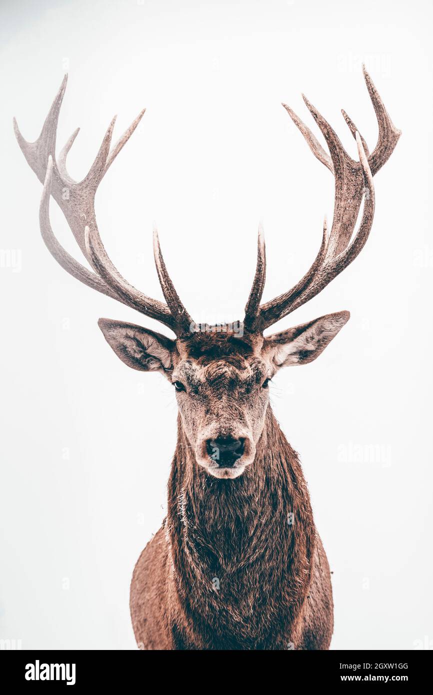 Portrait of a male of fallow deer on white background Stock Photo - Alamy