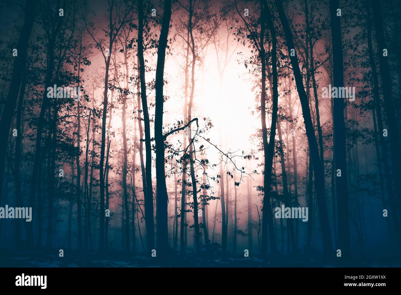 Magic, mysterious forest with trees in fog Stock Photo - Alamy