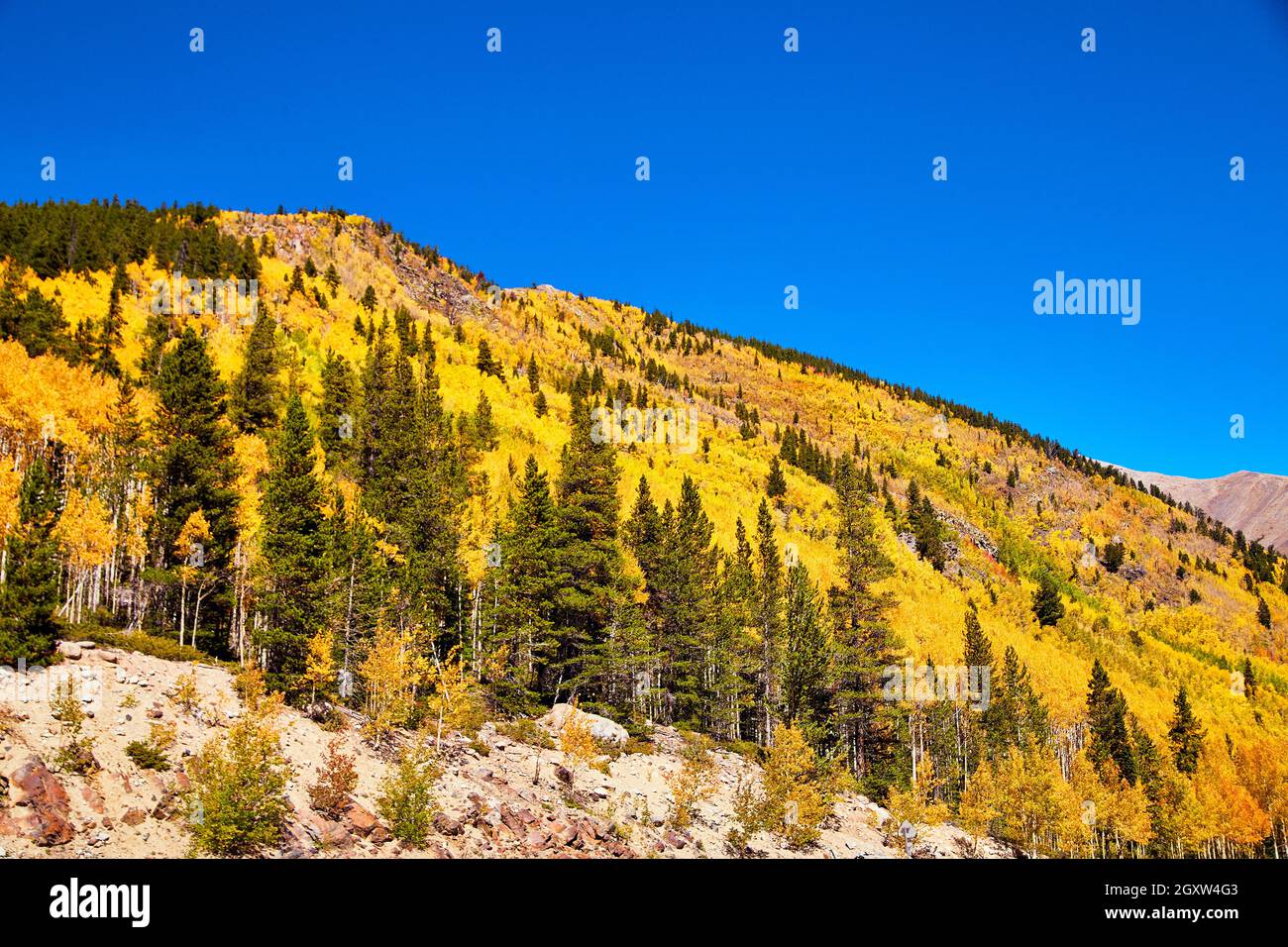 Golden yellow aspen trees in fall covering mountain range Stock Photo