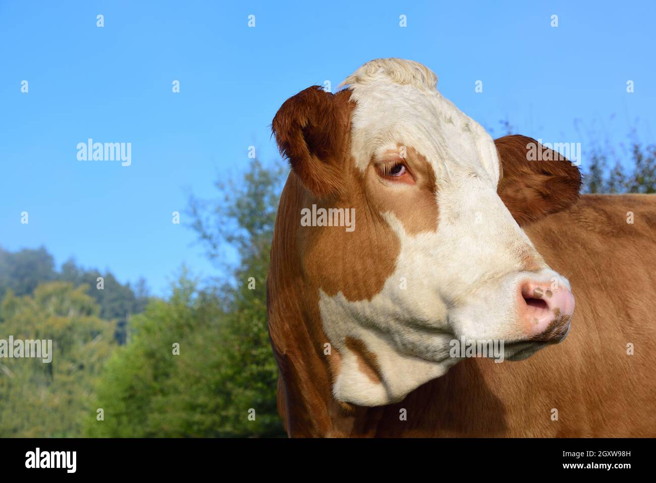 Close-up of a brown and white spotted cow standing in a pasture against ...