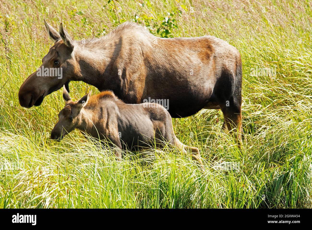 Moose, Alces alces, mother and calf, Potter Marsh, Anchorage, Alaska, USA Stock Photo