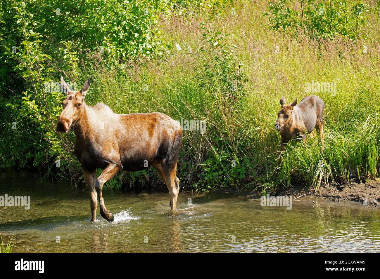 Moose, Alces alces, mother and calf, Potter Marsh, Anchorage, Alaska, USA Stock Photo