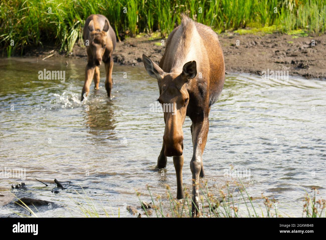 Moose, Alces alces, mother and calf, Potter Marsh, Anchorage, Alaska, USA Stock Photo