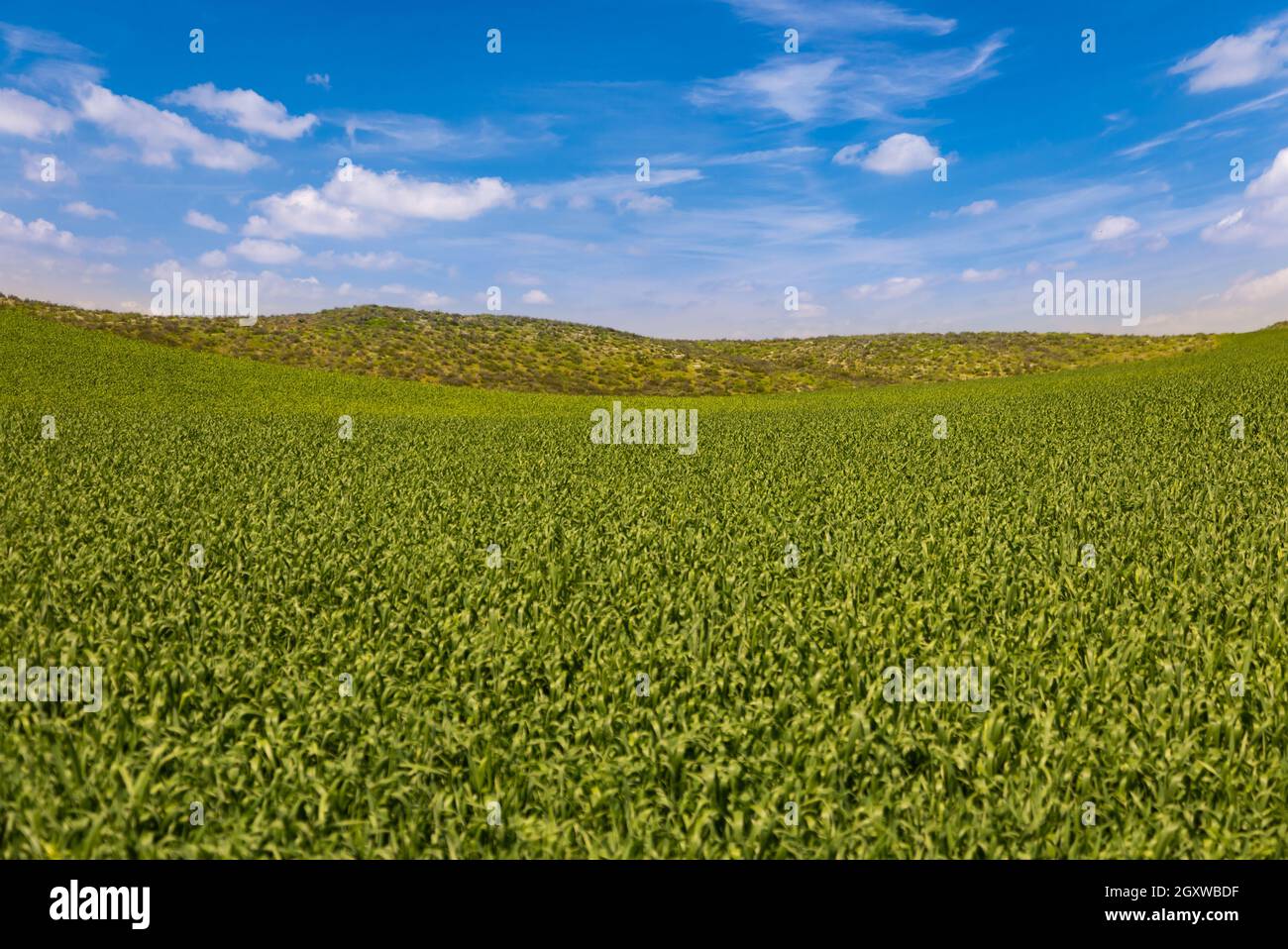 Lush Green Farmland Landscape with Blue Sky Stock Photo - Alamy