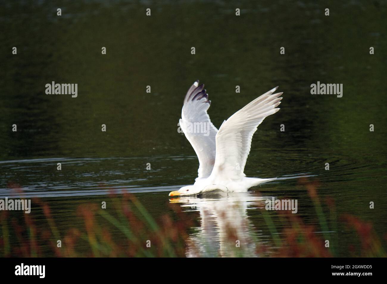 Glaucous winged gull, Larus glaucescens, taking off over water, Potter Marsh, Anchorage, Alaska, USA Stock Photo