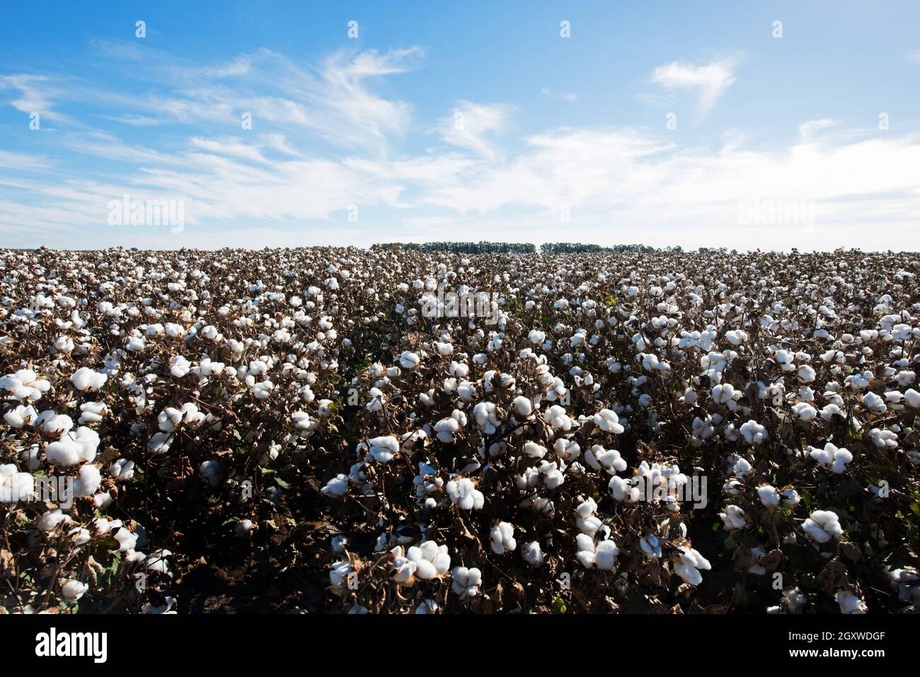 Cotton ready for harvest, near Griffith, in New South Wales, Australia