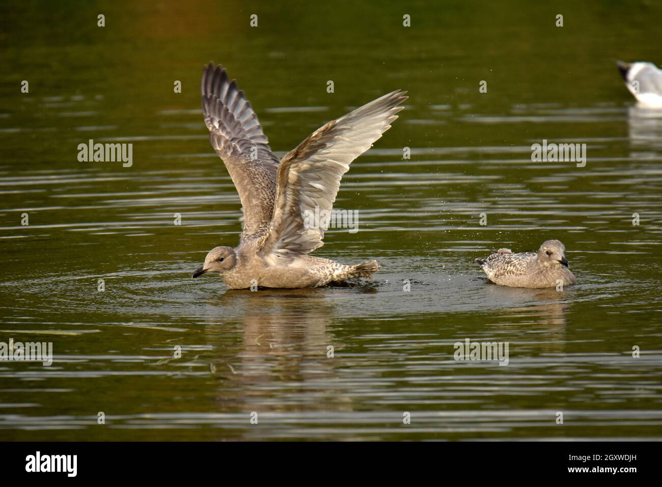 Juvenile Glaucous winged gulls, Larus glaucescens, taking off over water, Potter Marsh, Anchorage, Alaska, USA Stock Photo