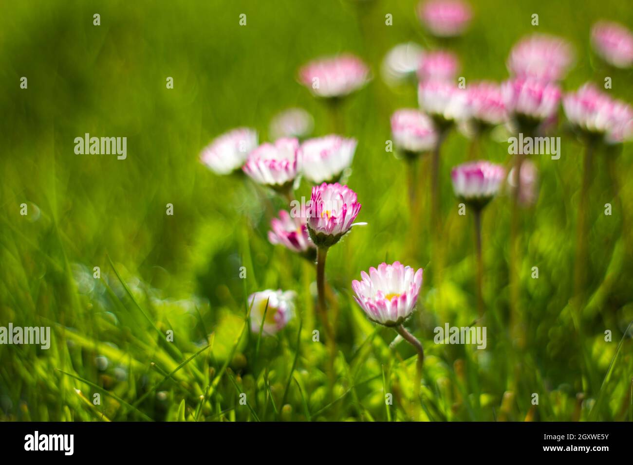 daisy flowers in morning dew with natural bokeh, soft focus Stock Photo ...