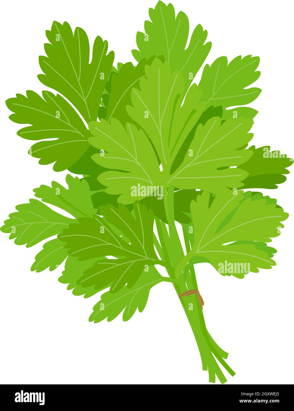 Fresh parsley bunch tied with ribbon. Vector illustration Stock Vector ...