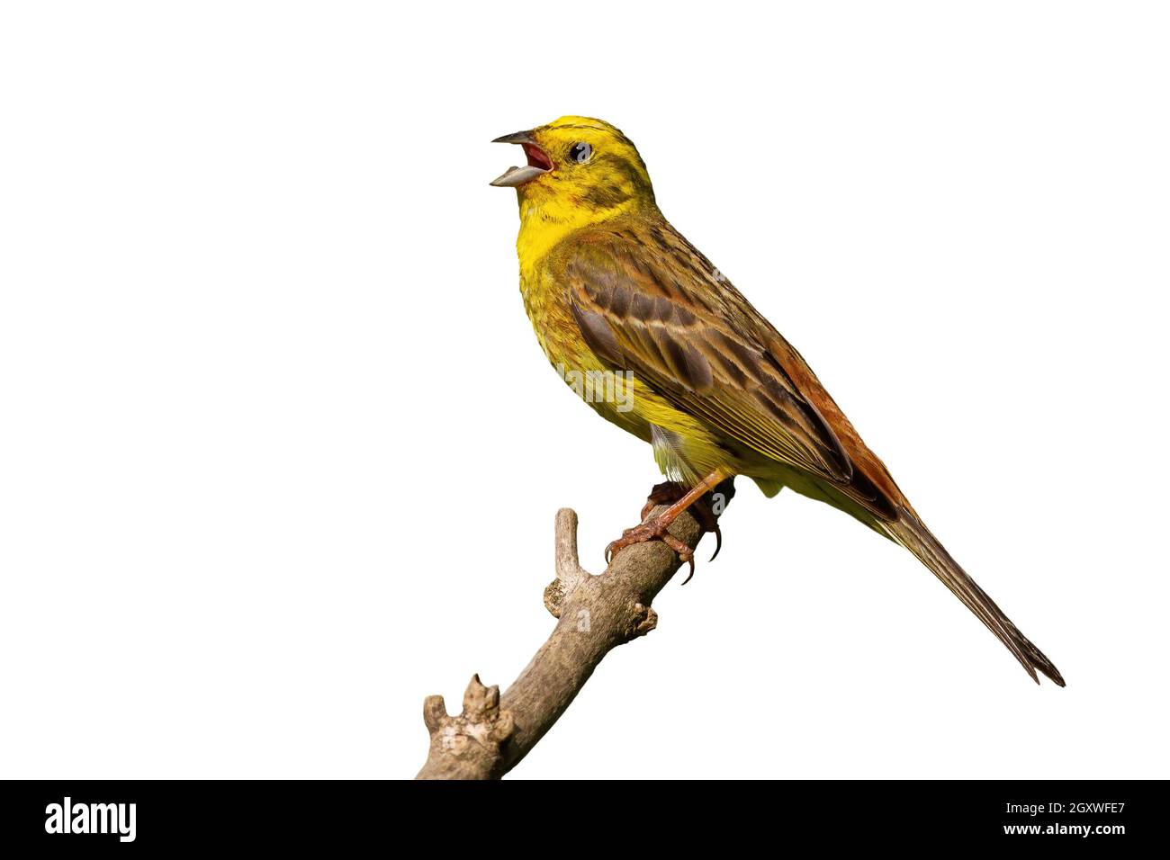 Yellowhammer, emberiza citrinella, singing on wood isolated on white background. Feathered animal with open beak on branch with copy space. Yellow bir Stock Photo