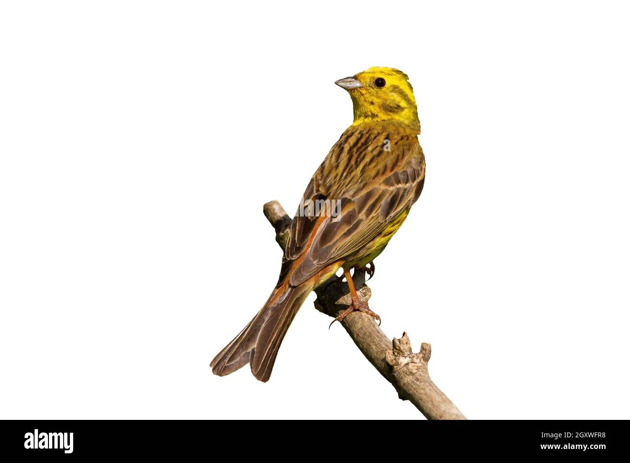 Yellowhammer, emberiza citrinella, sitting on branch in summer with copy space. Yellow bird observing on wood isolated on white background. Feathered Stock Photo