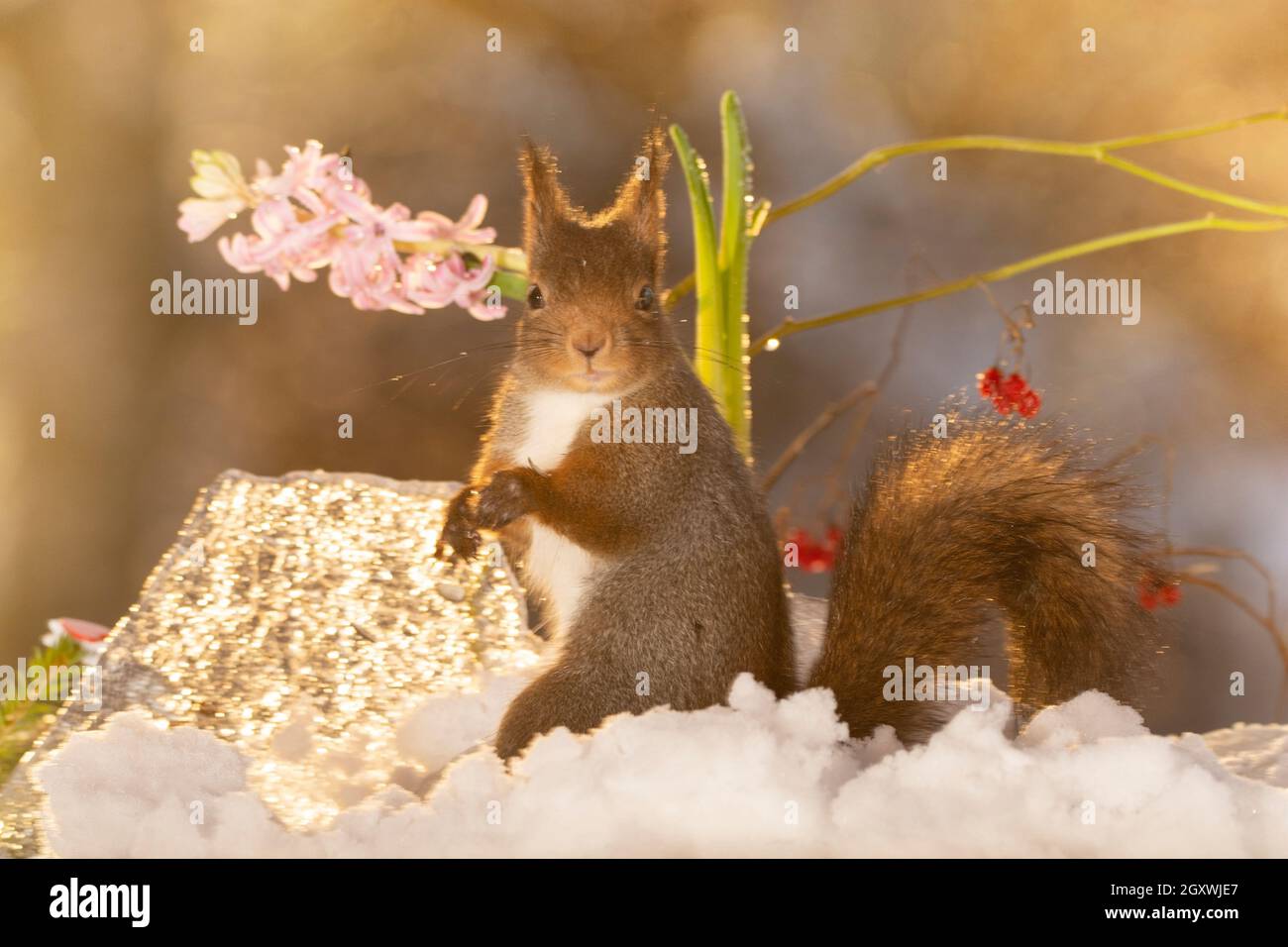 red squirrel is standing on snow and ice Stock Photo