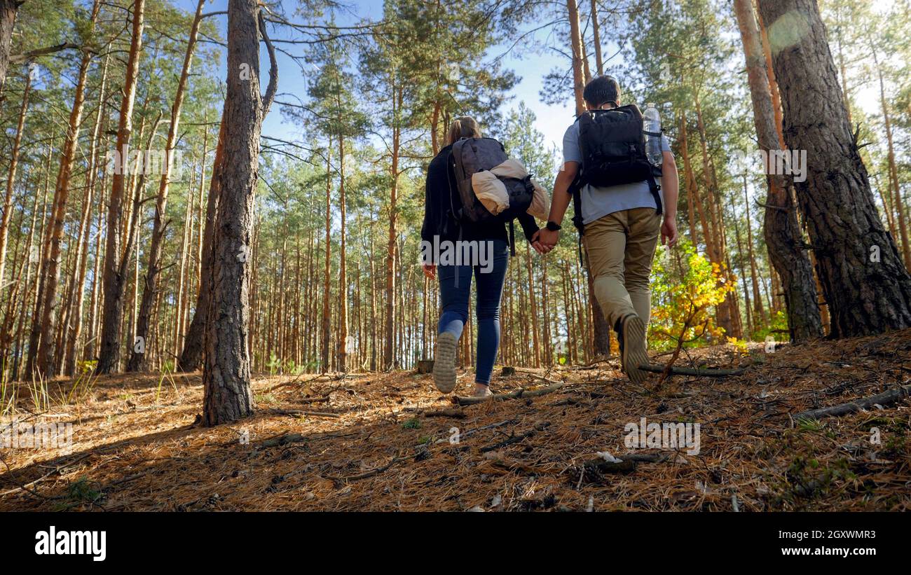 Rear view photo of couple of tourists holding hands and hiking in pine ...