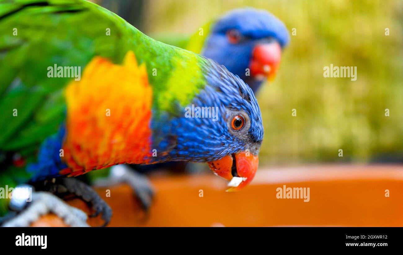 Couple of two colorful lorikeet parrots eating seeds and fruits from the feeder in zoo. Stock Photo