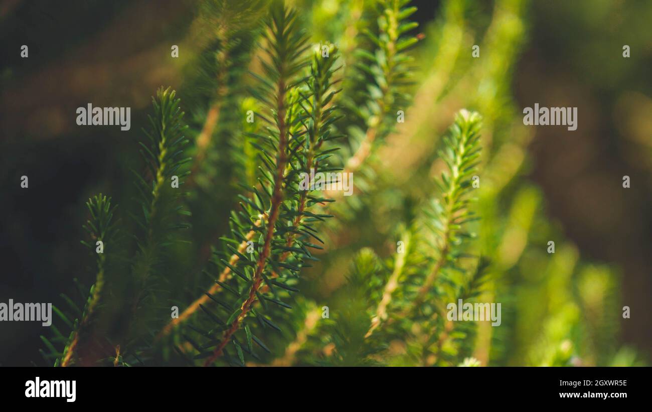 Toned image of fir tree branches in the forest Stock Photo - Alamy