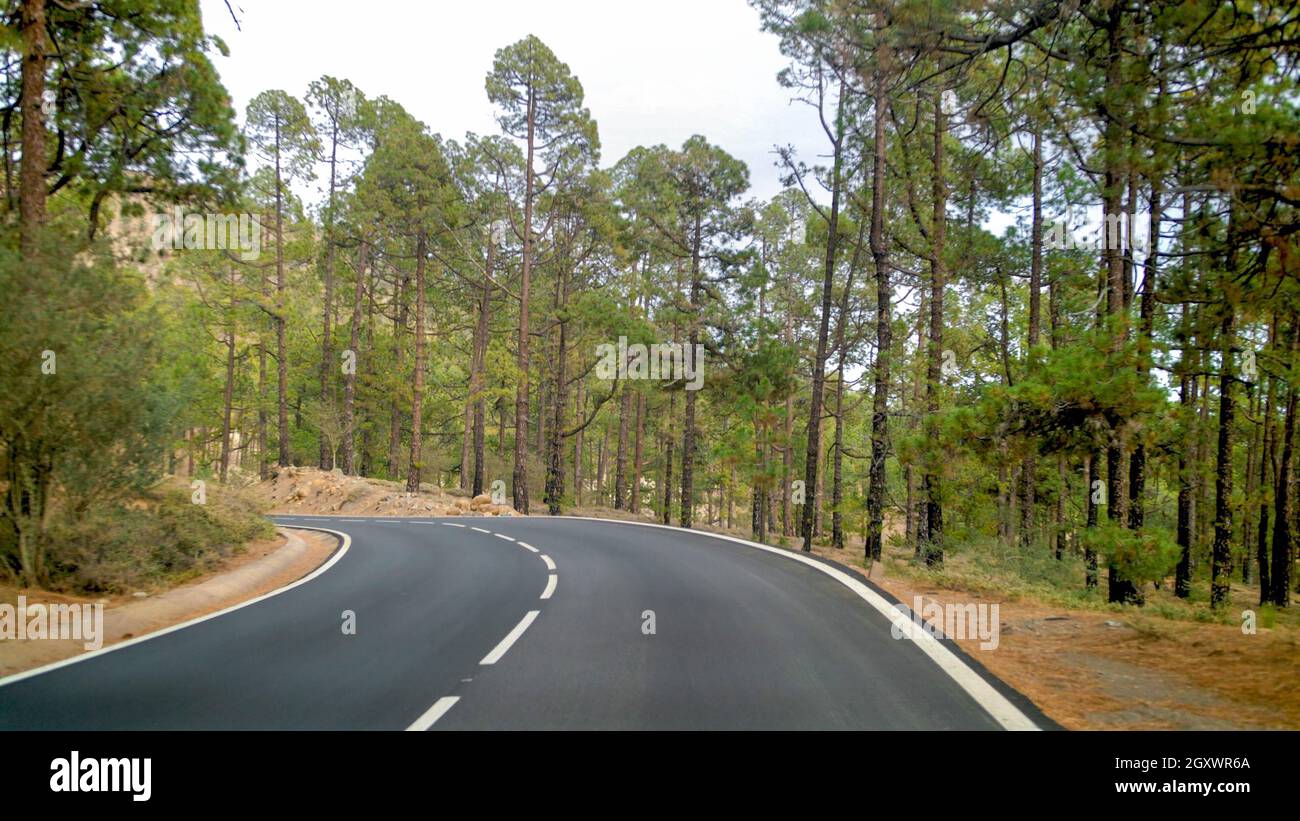 Lanscape of mountain road and beautiful pine forest Stock Photo - Alamy