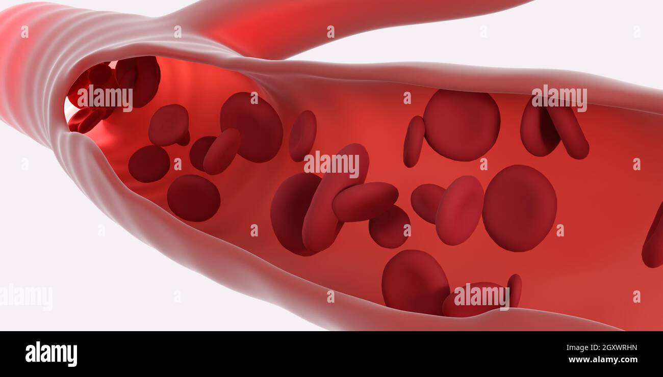 Red blood cells flowing through the veins. Close up view from inside ...