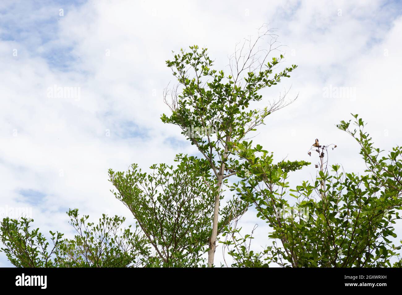 Various deciduous trees forest hi-res stock photography and images - Alamy