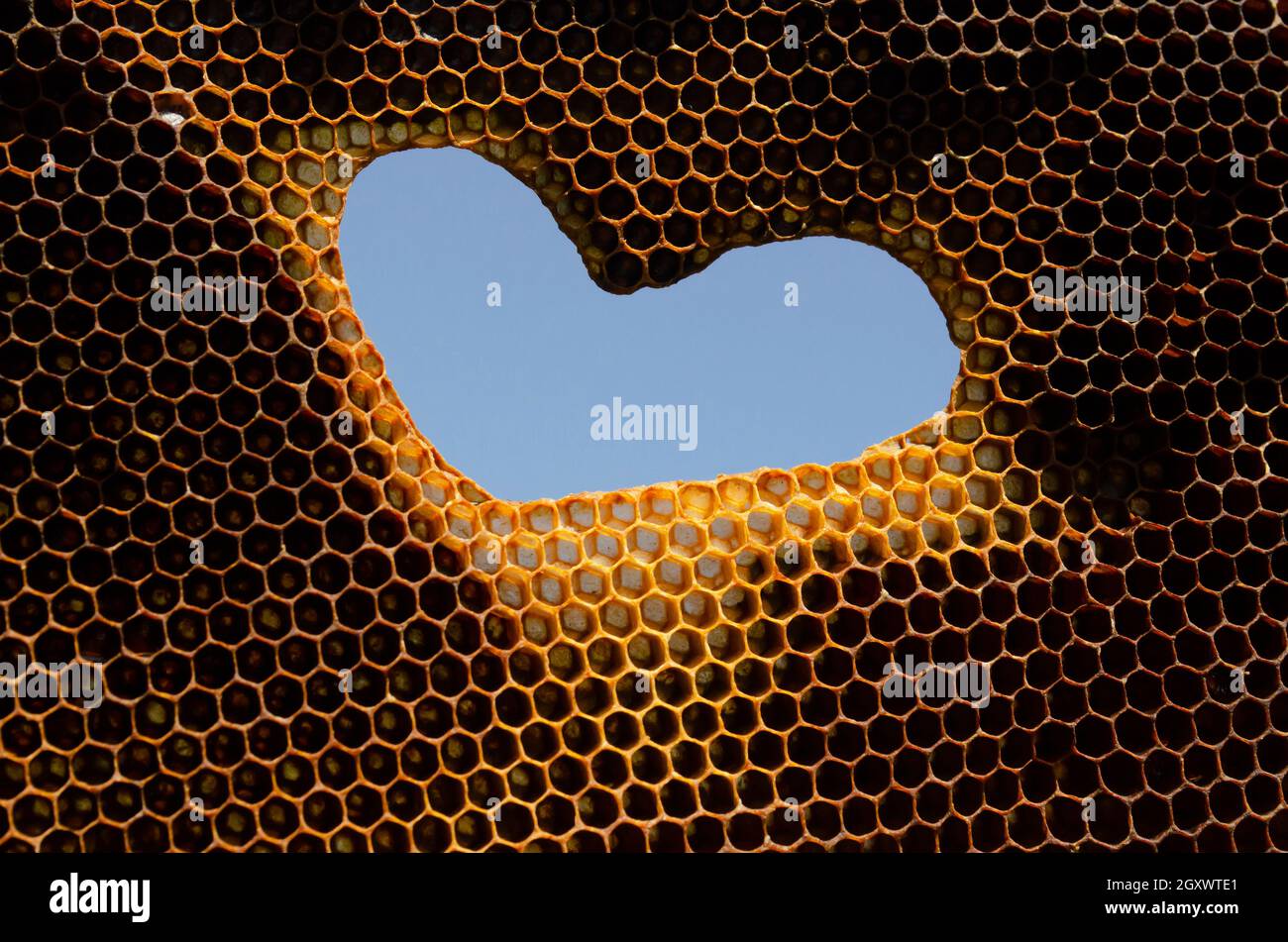 Hexagonal textured honeycomb background close-up. Heart shaped hole in bee frame. Agricultural concept Stock Photo